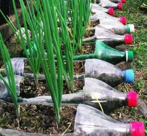 Amenajarea grădinii cu flori: Cum poți folosi sticle vechi de plastic în amenajare