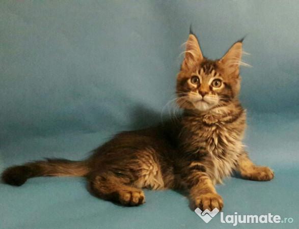 Ce rasă de pisică să alegi în funcție de personalitatea ta