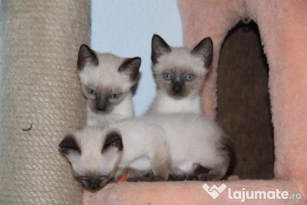 Ce rasă de pisică să alegi în funcție de personalitatea ta