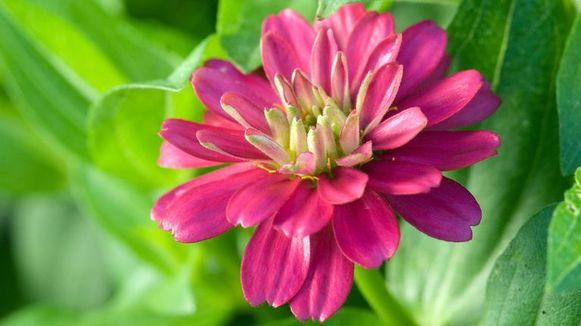 Amenajarea grădinii: 10 flori care-ți înveselesc grădina toată vara