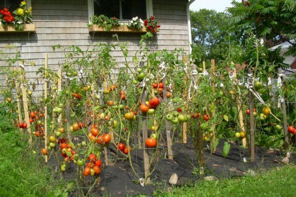 Cum organizezi grădina de legume perfectă. Idei și sfaturi pentru începători
