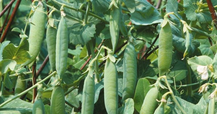 Cum organizezi grădina de legume perfectă. Idei și sfaturi pentru începători