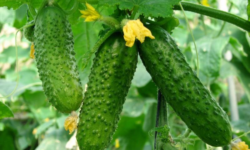 Cum organizezi grădina de legume perfectă. Idei și sfaturi pentru începători