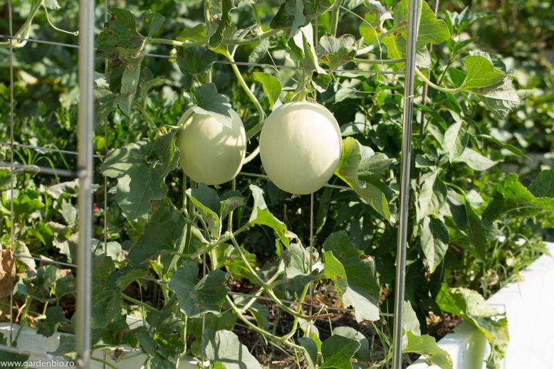 Cum organizezi grădina de legume perfectă. Idei și sfaturi pentru începători