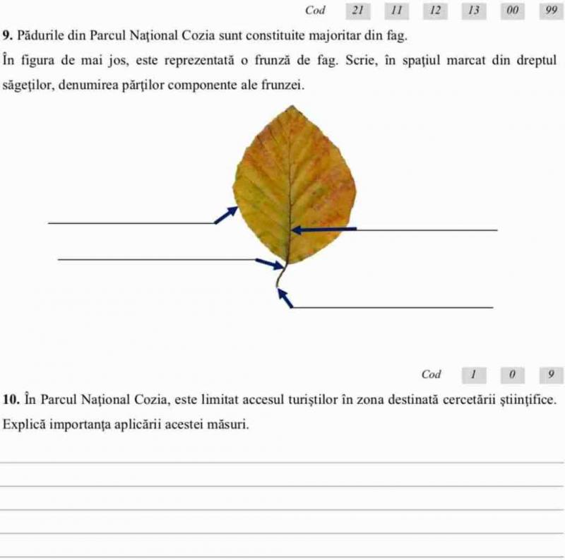 Evaluare Națională 2019 clasa a VI-a. Subiecte la Română, Matematică, Științe