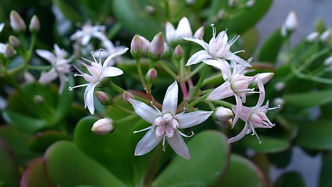 Plante de apartament: Cum îngrijești Copacul Banilor, Crassula Ovata, planta bogăției