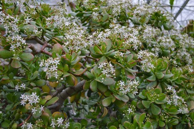 Plante de apartament: Cum îngrijești Copacul Banilor, Crassula Ovata, planta bogăției