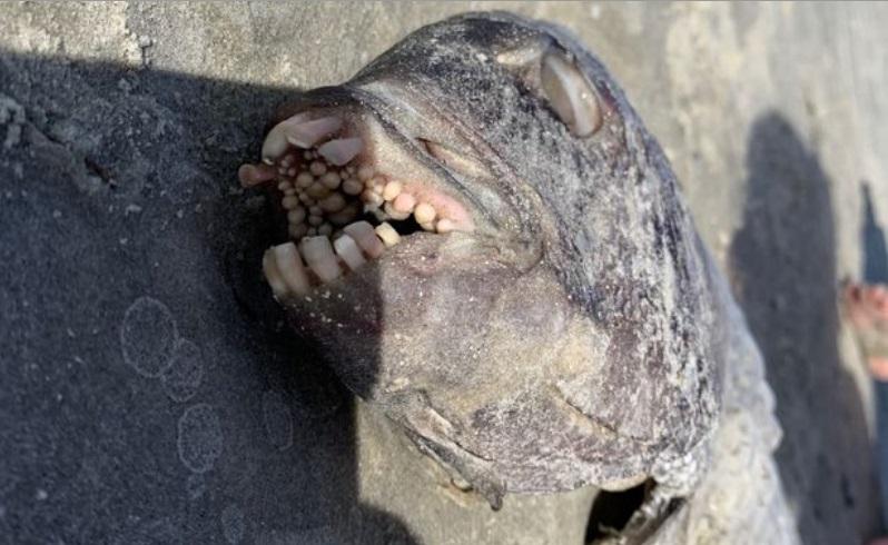 O mamă a descoperit un pește cu „dinți de om”, în timpul unei plimbări pe plajă cu copilul ei! „Am fost șocată” – Foto