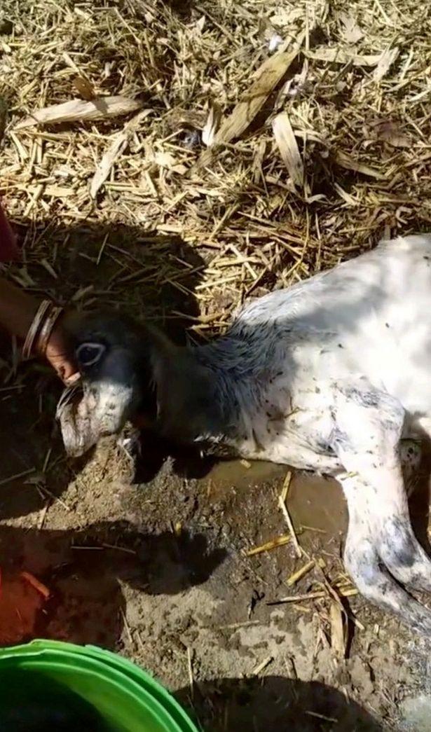 Vițel născut cu un singur ochi, considerat un „semn divin”. Ferma proprietarului a devenit loc de pelerinaj: „Credem că animalul este reîncarnarea lui Brahma”