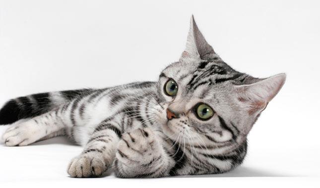 3 cele mai prietenoase rase de pisici pe care să le crești în apartament