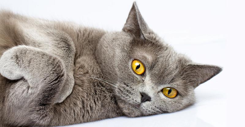 3 cele mai prietenoase rase de pisici pe care să le crești în apartament