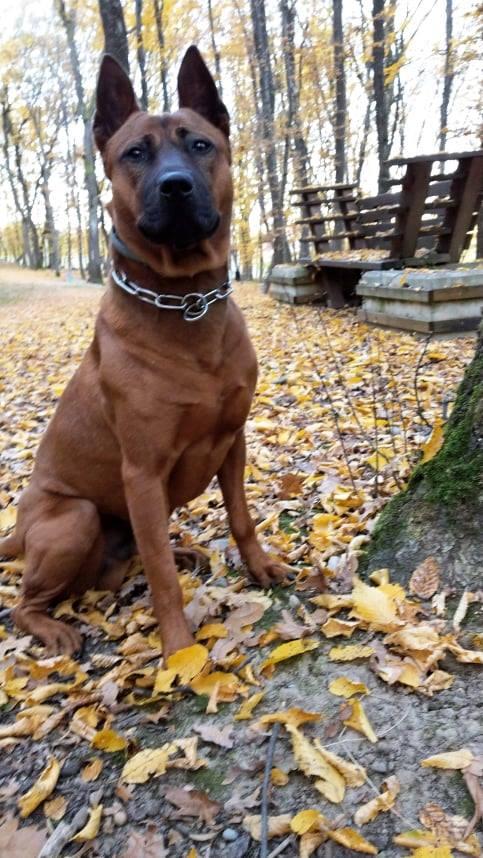 L-ai văzut? O handbalistă oferă recompensă 2.000 de euro oricui o ajută să-și găsească câinele dispărut de acasă