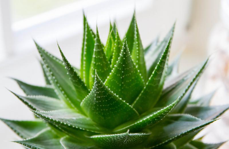 Aloe Vera, 10 beneficii nebănuite. Cum o îngrijești și în ce rețete o folosești