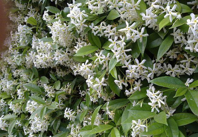 Iasomia, planta afrodisiacă numită ”darul lui Dumnezeu”: îngrijire și beneficii