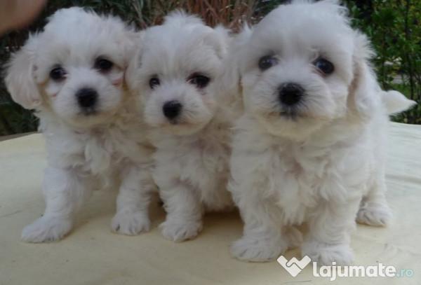 Bichon Maltez: trăsături de personalitate și condiții de întreținere