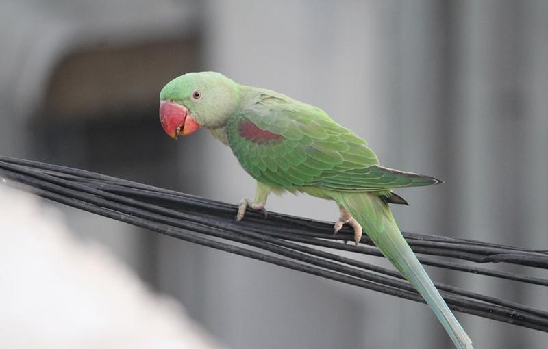Cele mai sociabile rase de papagali vorbitori. Cât costă și cum îi îngrijim