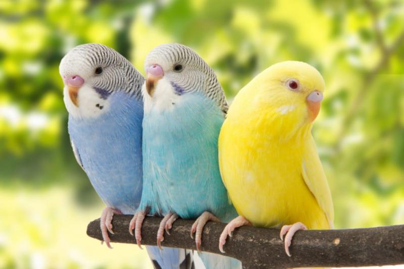 Cele mai sociabile rase de papagali vorbitori. Cât costă și cum îi îngrijim