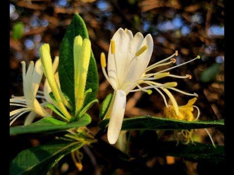 Cum îngrijești Mâna Maicii Domnului, planta tămăduitoare