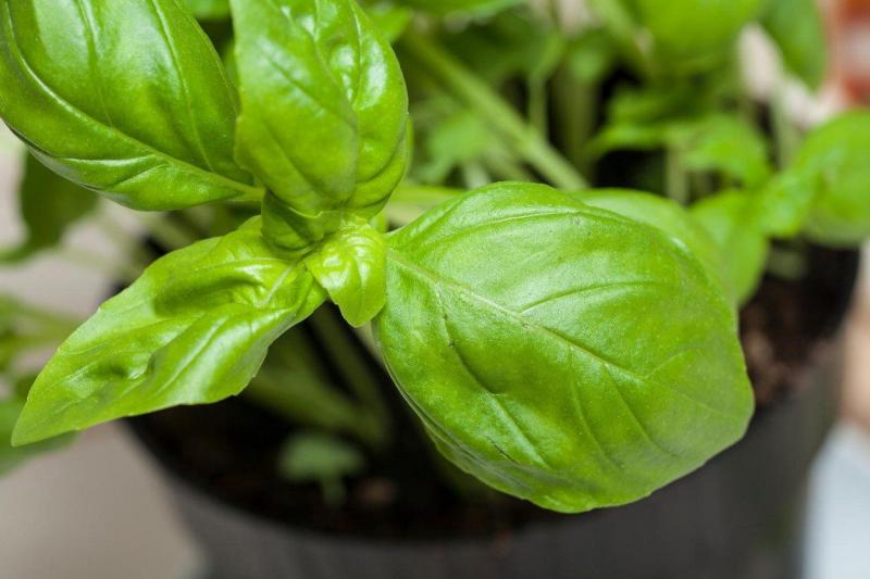 Plante de apartament benefice. De ce este bine să ai busuioc în ghiveci