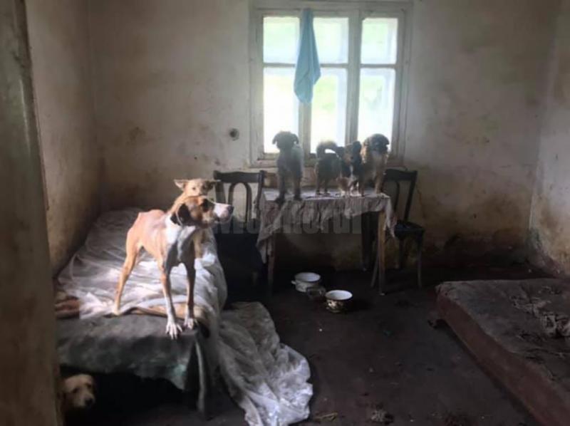Imagini greu de privit! Găsită la pat, în propria casă, într-o mizerie cruntă, lângă 17 câini. Concubinul știa de starea femeii