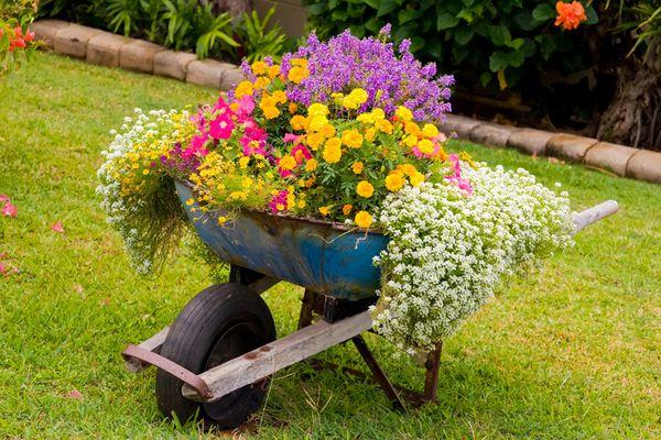 Amenajarea grădinii de vară. Cum să amenajezi grădina cu flori, ieftin și rapid