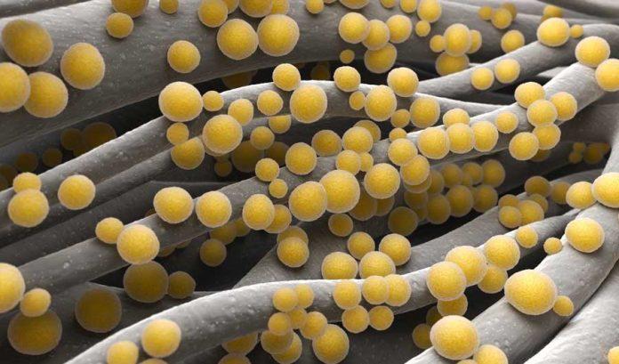 Ce este stafilococul auriu, bacteria din spitalele de copii. Transmitere și tratament