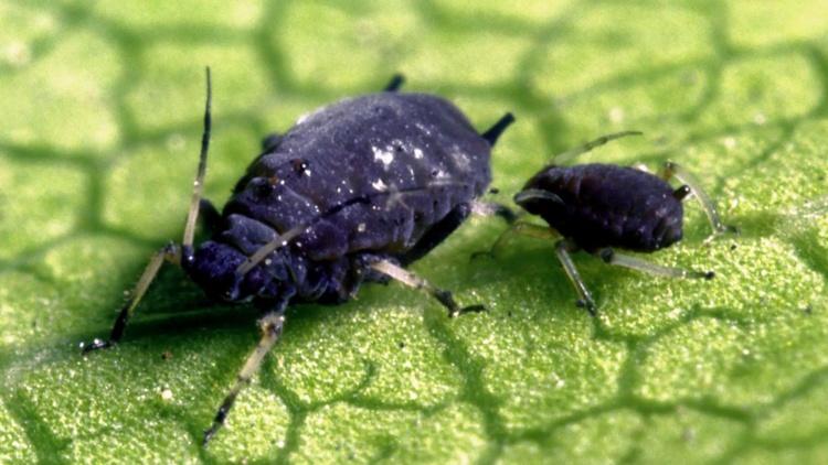 Calendar de grădinărit în luna mai. Cum scapi de păduchii plantelor, fără chimicale