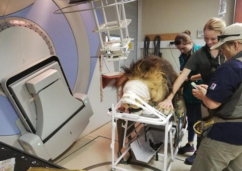 Un leu de 260 de kilograme, tratat de cancer într-un spital...pentru oameni! „E ca un copil, am face orice pentru el!”