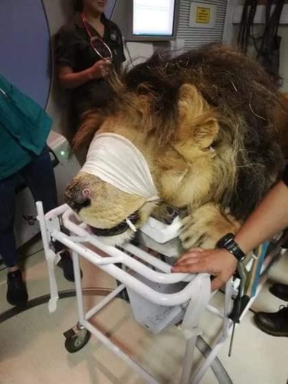 Un leu de 260 de kilograme, tratat de cancer într-un spital...pentru oameni! „E ca un copil, am face orice pentru el!”