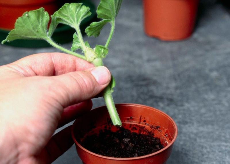 Flori în ghiveci. Cum îngrijești mușcata, planta medicament, pentru înflorire abundentă