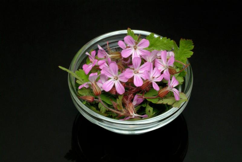 Flori în ghiveci. Cum îngrijești mușcata, planta medicament, pentru înflorire abundentă