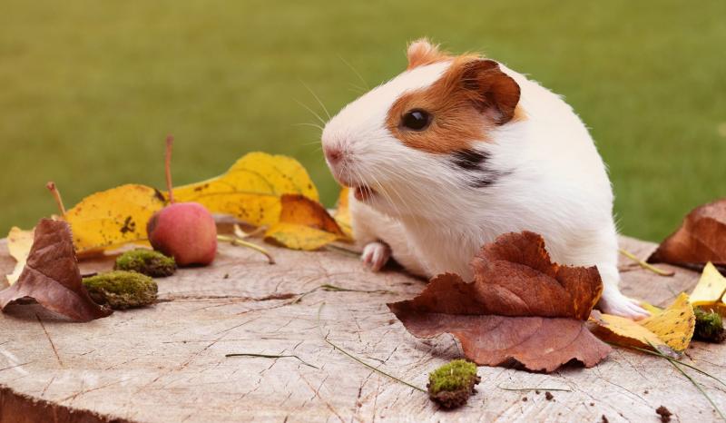 Hamster sau porcușor de Guineea? Care sunt rozătoarele cele mai iubite de copii