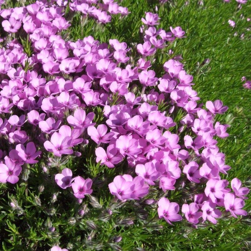 Flori de grădină. Cele mai frumoase flori care înfloresc noaptea