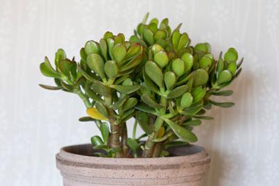 4 plante de apartament care aduc norocul și dragostea în casă