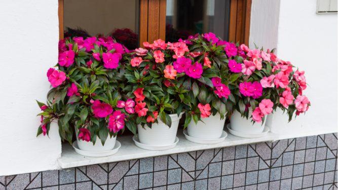 Cum îngrijești Sporul casei pe timp de vară pentru înflorire și abundență