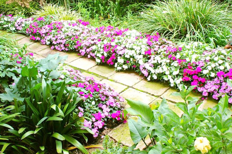 Cum îngrijești Sporul casei pe timp de vară pentru înflorire și abundență