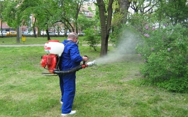 Invazie de țânțari în Capitală. Primăria Bucureștiului a ratat dezinsecția, deratizarea și eco-igienizarea