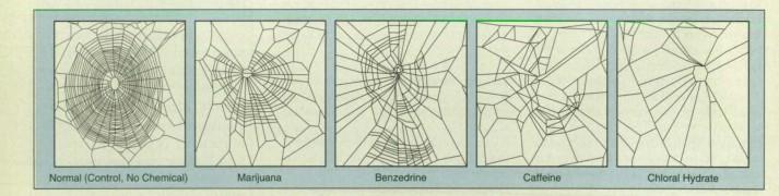 Studiul pe păianjeni care te-ar putea face să renunți definitiv la cafea