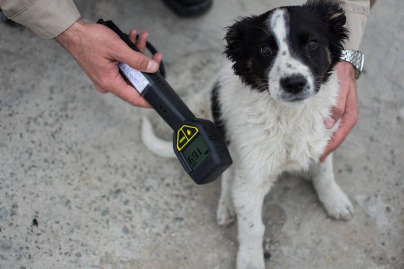 Maidanezii de la Cernobîl. Cum trăiesc sute de câini în zona de excludere a dezastrului nuclear