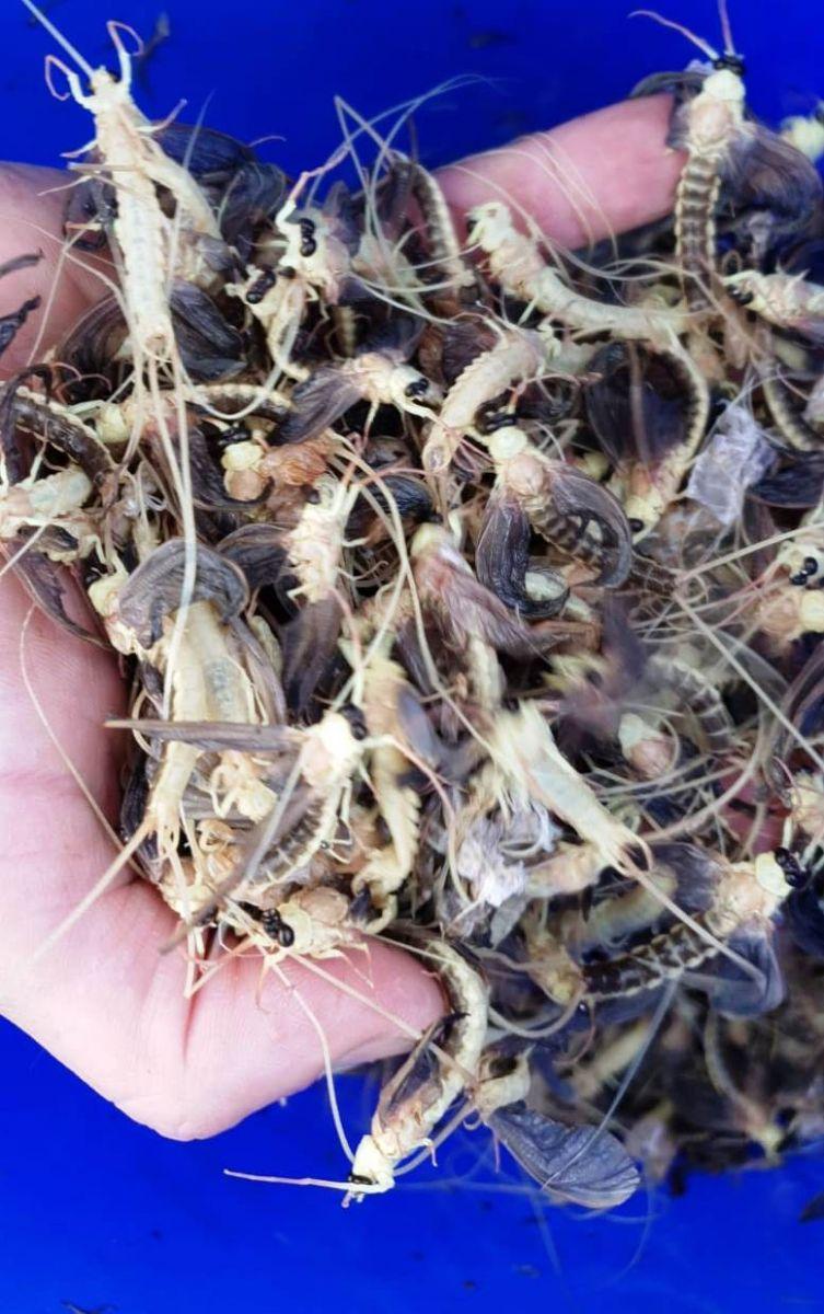 Fenomen uluitor, în a doua zi de Rusalii. Malul Mureșului a fost invadat: „A început aseară și va dura două zile” - Foto