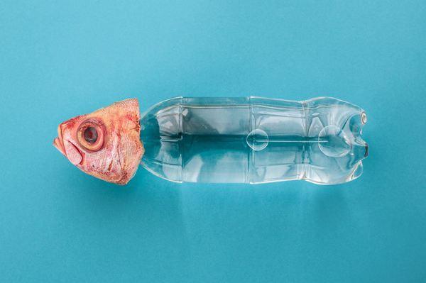 Imagini cu anomalii pe care le-ar putea dezvolta peştii afectaţi de poluarea oceanelor | GALERIE FOTO