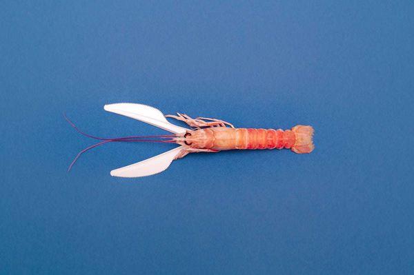 Imagini cu anomalii pe care le-ar putea dezvolta peştii afectaţi de poluarea oceanelor | GALERIE FOTO