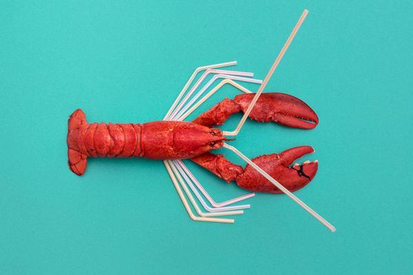 Imagini cu anomalii pe care le-ar putea dezvolta peştii afectaţi de poluarea oceanelor | GALERIE FOTO