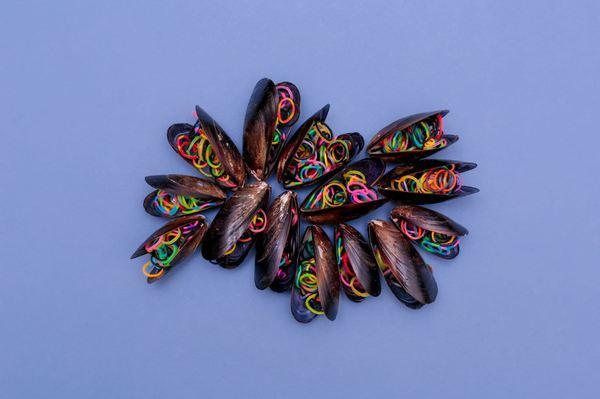 Imagini cu anomalii pe care le-ar putea dezvolta peştii afectaţi de poluarea oceanelor | GALERIE FOTO