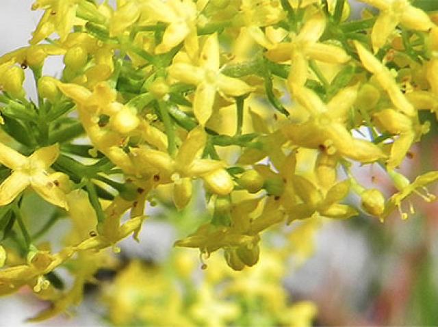 Sanziene Planta Magică Ce Afecțiuni Tratează și Unde Găsești