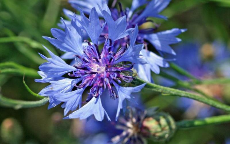 Întărește-ți imunitatea și scapă de bolile de inimă cu aceste plante medicinale!