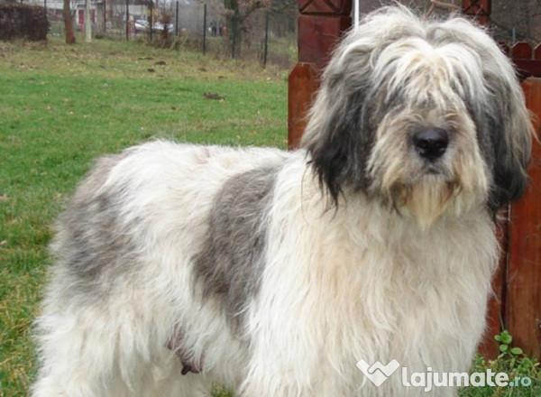 Ciobănescul mioritic: omologat la nivel internațional