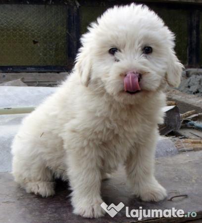 Ciobănescul mioritic: omologat la nivel internațional