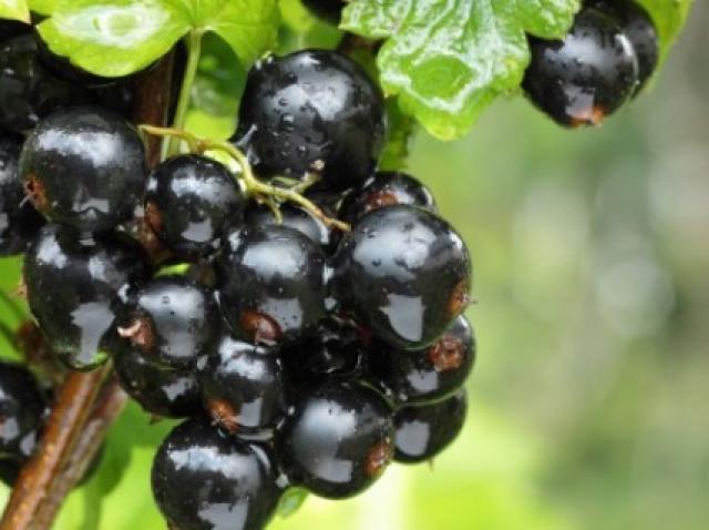 Coacăze 13 Beneficii Nebănuite Pentru Organism Antena 1