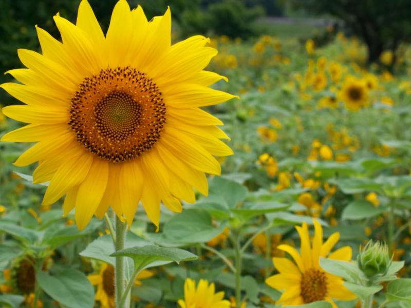 Horoscopul florilor. Ce flori e bine să ai acasă și la birou, în funcție de zodie